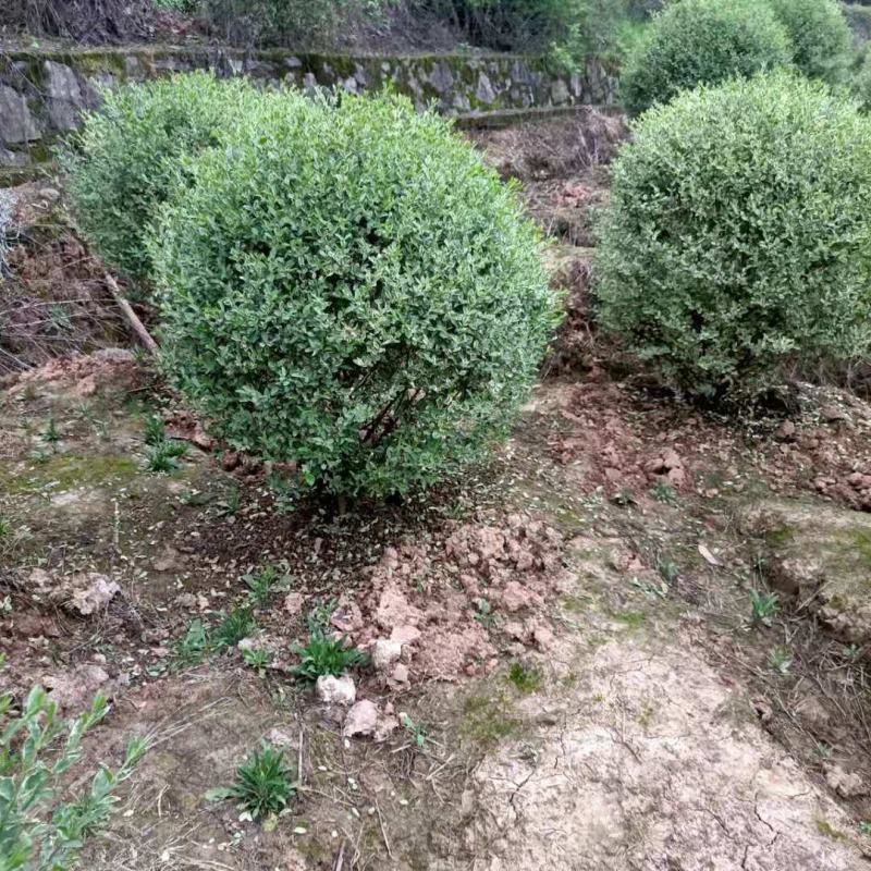 金姬小腊，银姬小腊，大量