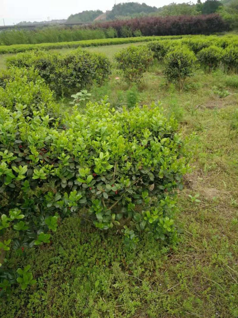 无刺枸骨，大量出售自家苗木基地，，，，，，，