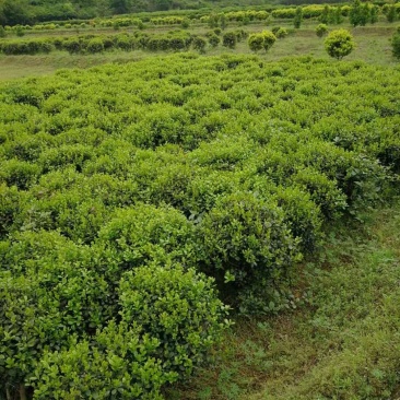 无刺枸骨，大量出售自家苗木基地，，，，，，，