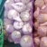 淮阳区【苤蓝】洋芥菜疙瘩，大头菜【酱菜厂加工厂】