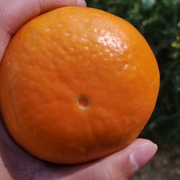 正宗南宁武鸣沃柑，大量有货