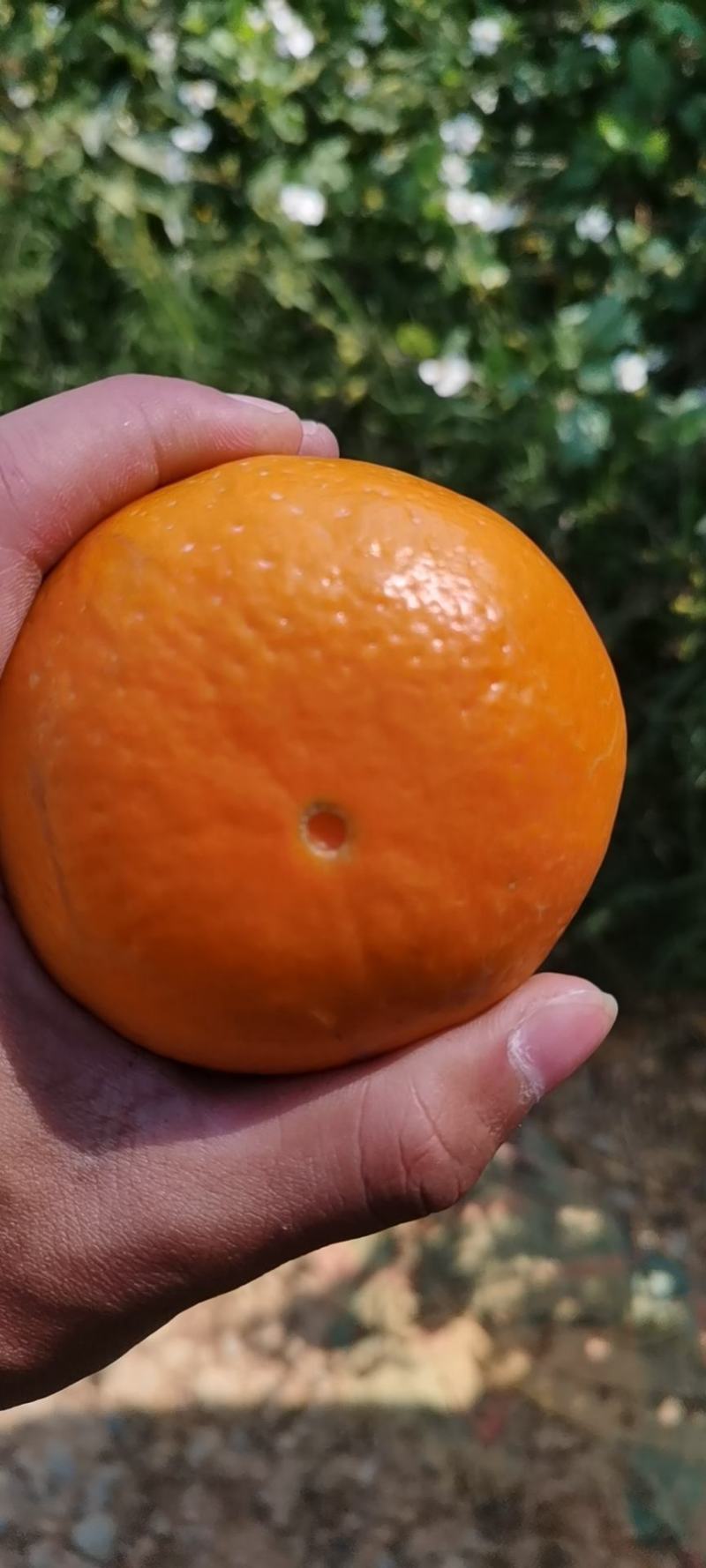 正宗南宁武鸣沃柑，大量有货