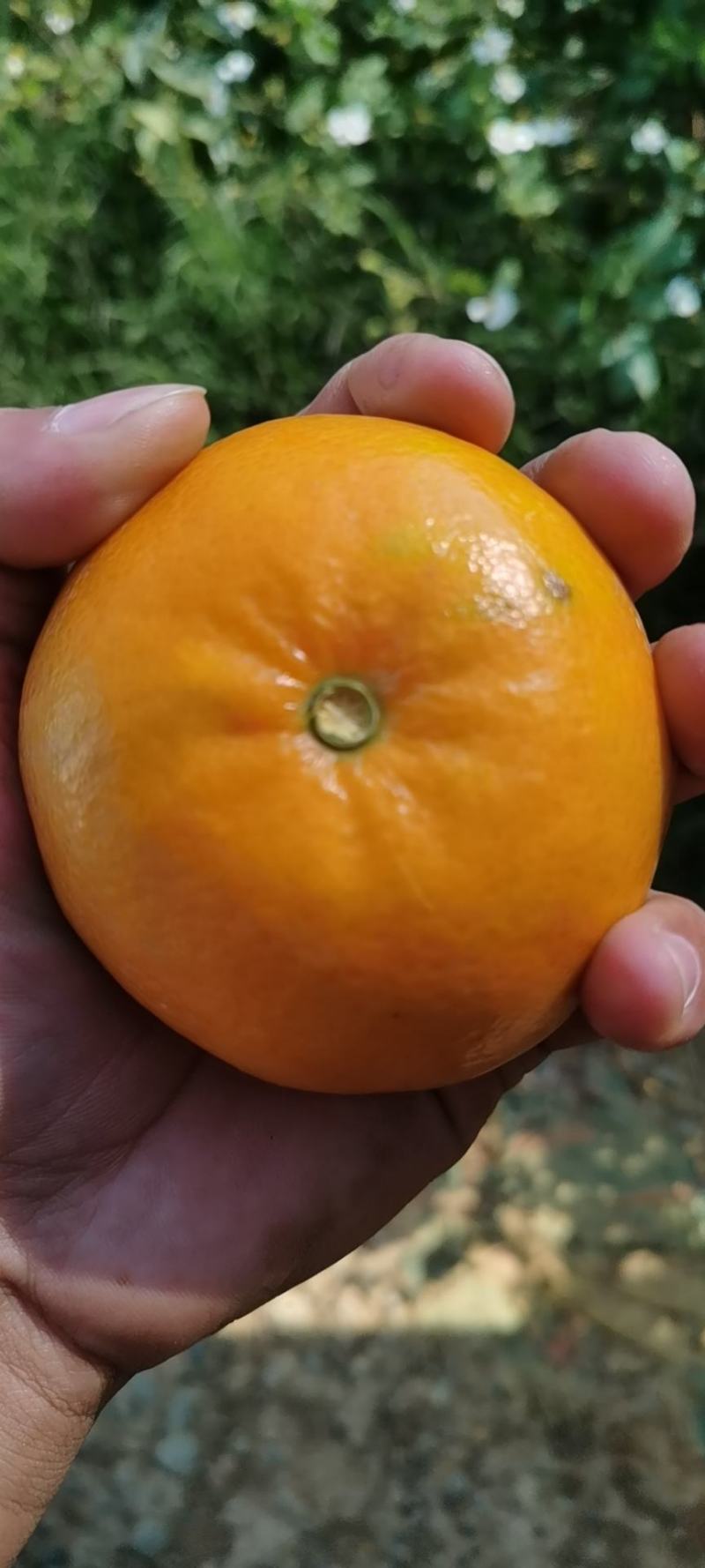 正宗南宁武鸣沃柑，大量有货