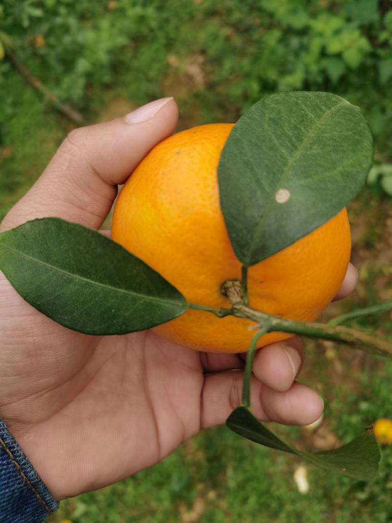 正宗南宁武鸣沃柑，大量有货