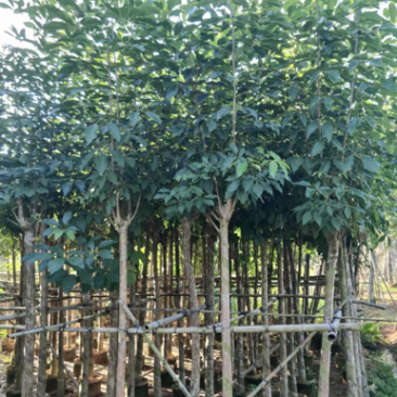 紫花风铃木。各种规格齐全。支持视频看货欢迎联系
