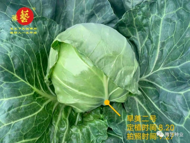 早熟耐裂颜色绿圆甘蓝种子，豫艺甘蓝种子