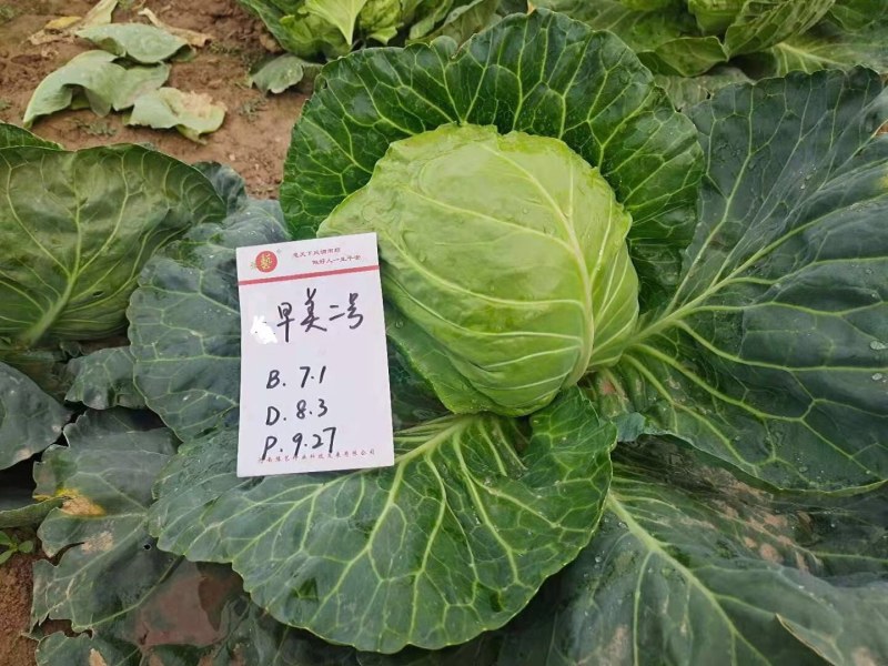 早熟耐裂颜色绿圆甘蓝种子，豫艺甘蓝种子