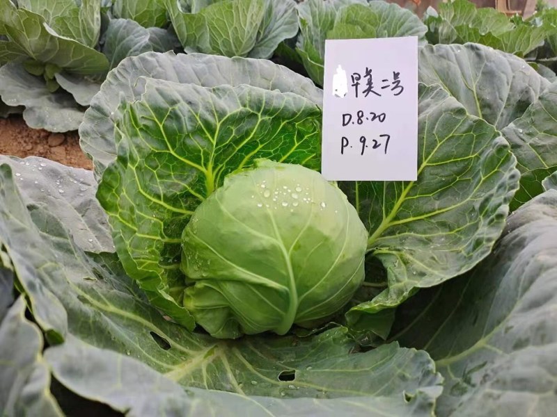 早熟耐裂颜色绿圆甘蓝种子，豫艺甘蓝种子