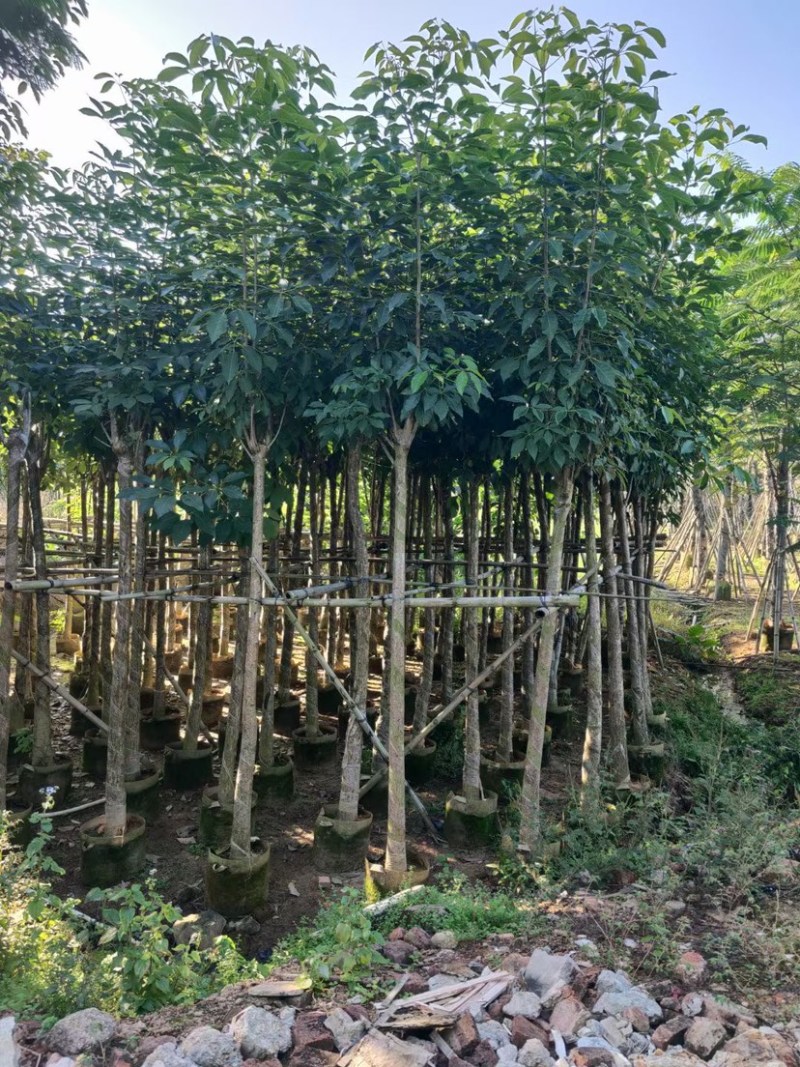 紫花风铃木。各种规格齐全。支持视频看货欢迎联系