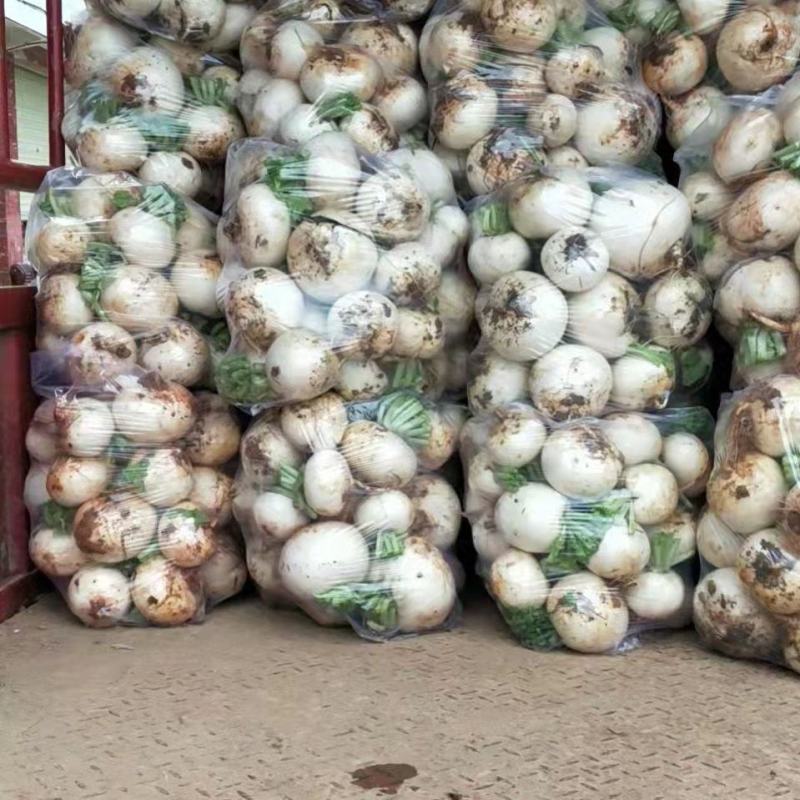 自家1000亩萝卜，品质好！