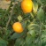 沙糖桔4~5cm一级