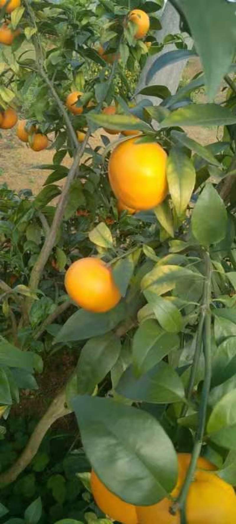沙糖桔4~5cm一级