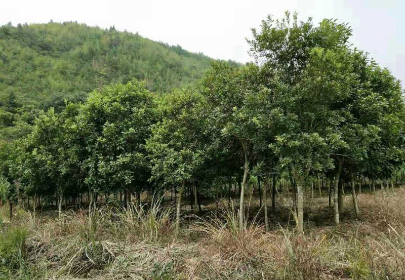 杨梅树，，大量出售低价扬梅树，，，，，，，