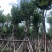 宫粉紫荆各种规格齐全。支持视频看过欢迎联系