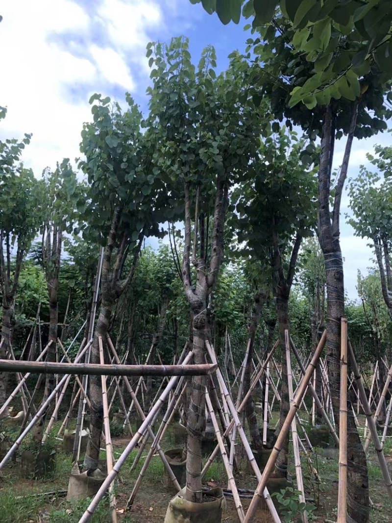 宫粉紫荆各种规格齐全。支持视频看过欢迎联系