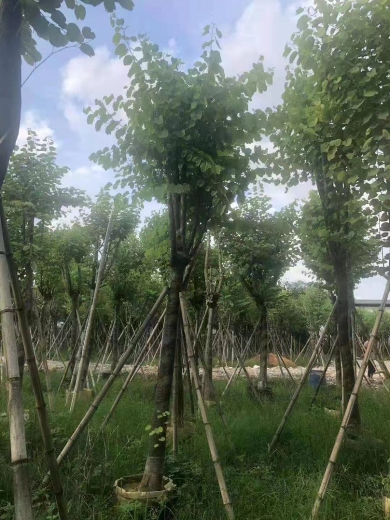 宫粉紫荆各种规格齐全。支持视频看过欢迎联系