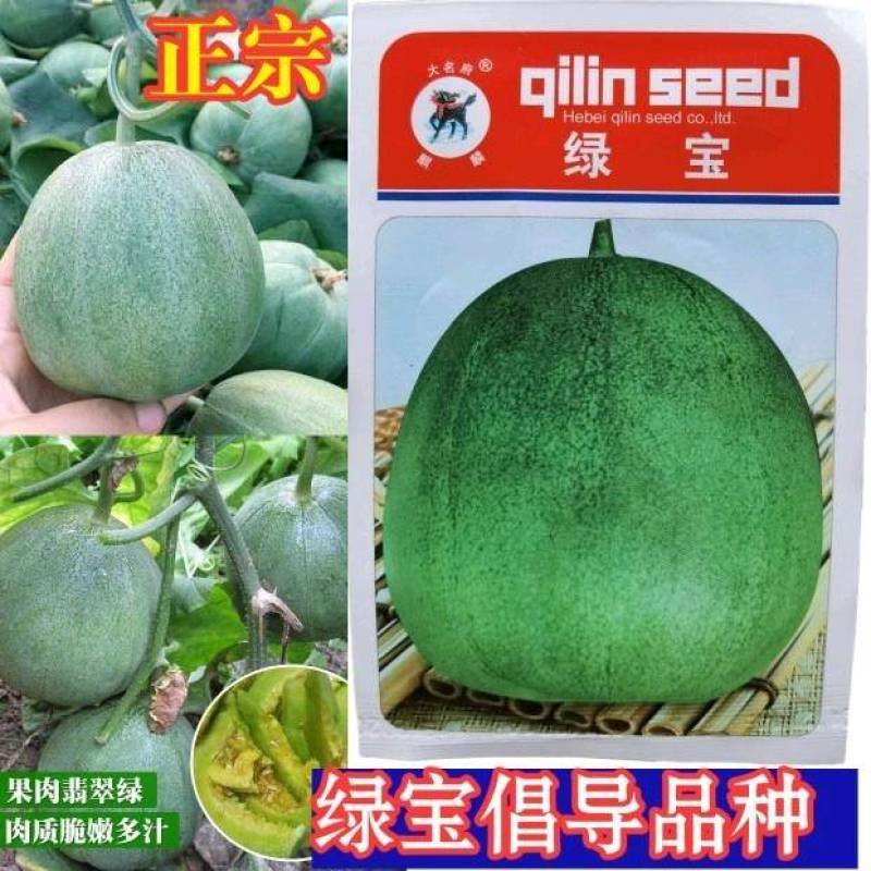 正宗绿宝甜瓜种子，甜度18，抗病高产特好吃，基地专用绿宝