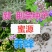 黄荆条，荆条树，荆条苗，绿化苗，护坡苗，蜜源植物