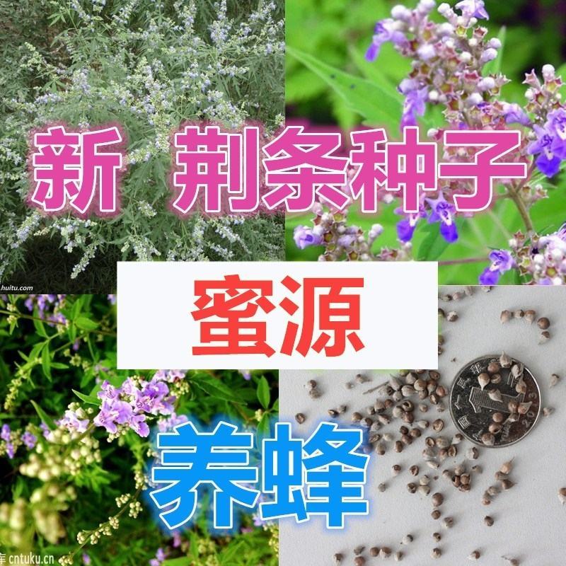 黄荆条，荆条树，荆条苗，绿化苗，护坡苗，蜜源植物