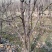 梨树晚秋黄梨树，果子香甜可口，核小无渣，自己种植无中