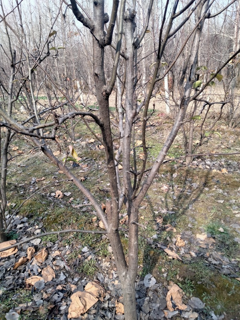 梨树晚秋黄梨树，果子香甜可口，核小无渣，自己种植无中