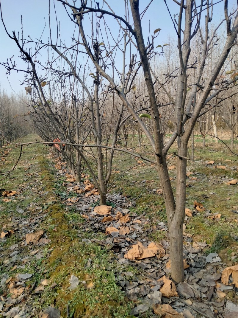 梨树晚秋黄梨树，果子香甜可口，核小无渣，自己种植无中