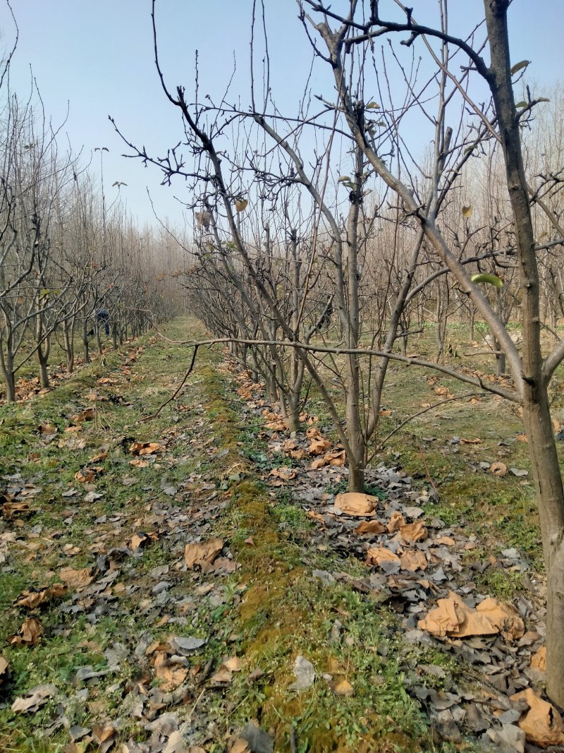 梨树晚秋黄梨树，果子香甜可口，核小无渣，自己种植无中