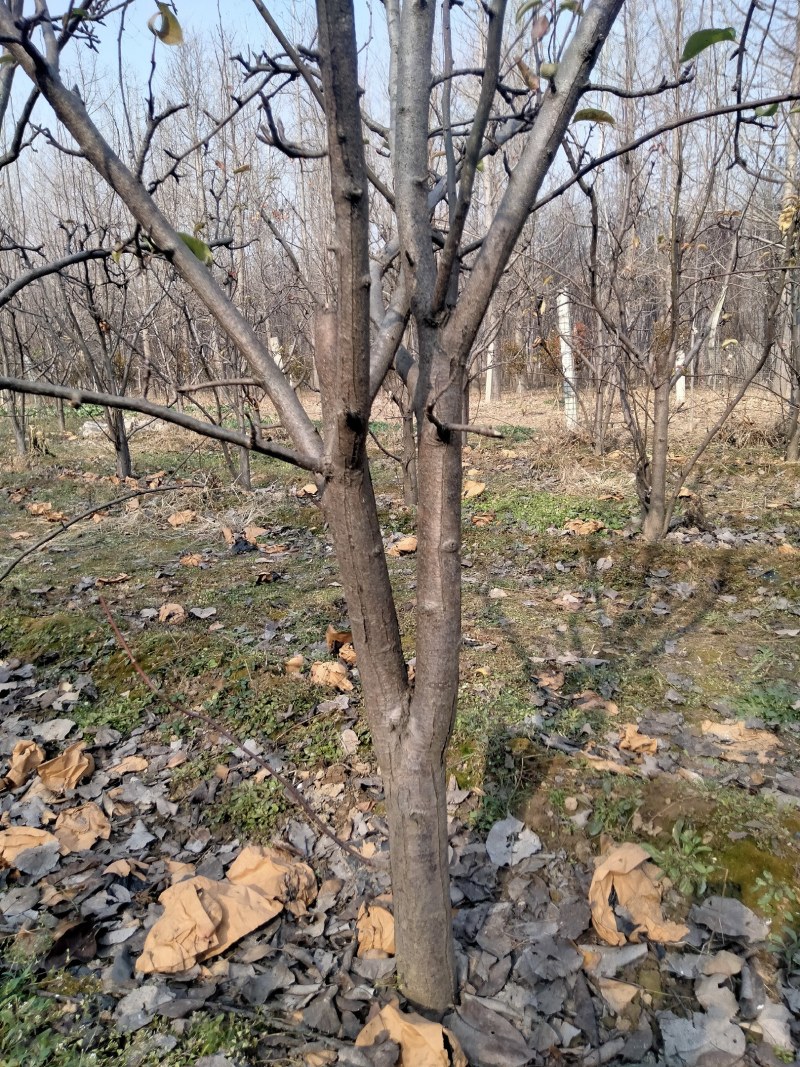 梨树晚秋黄梨树，果子香甜可口，核小无渣，自己种植无中
