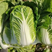 常年供应产地精品黄心大白菜，诚信经营以求合作保质保量发货