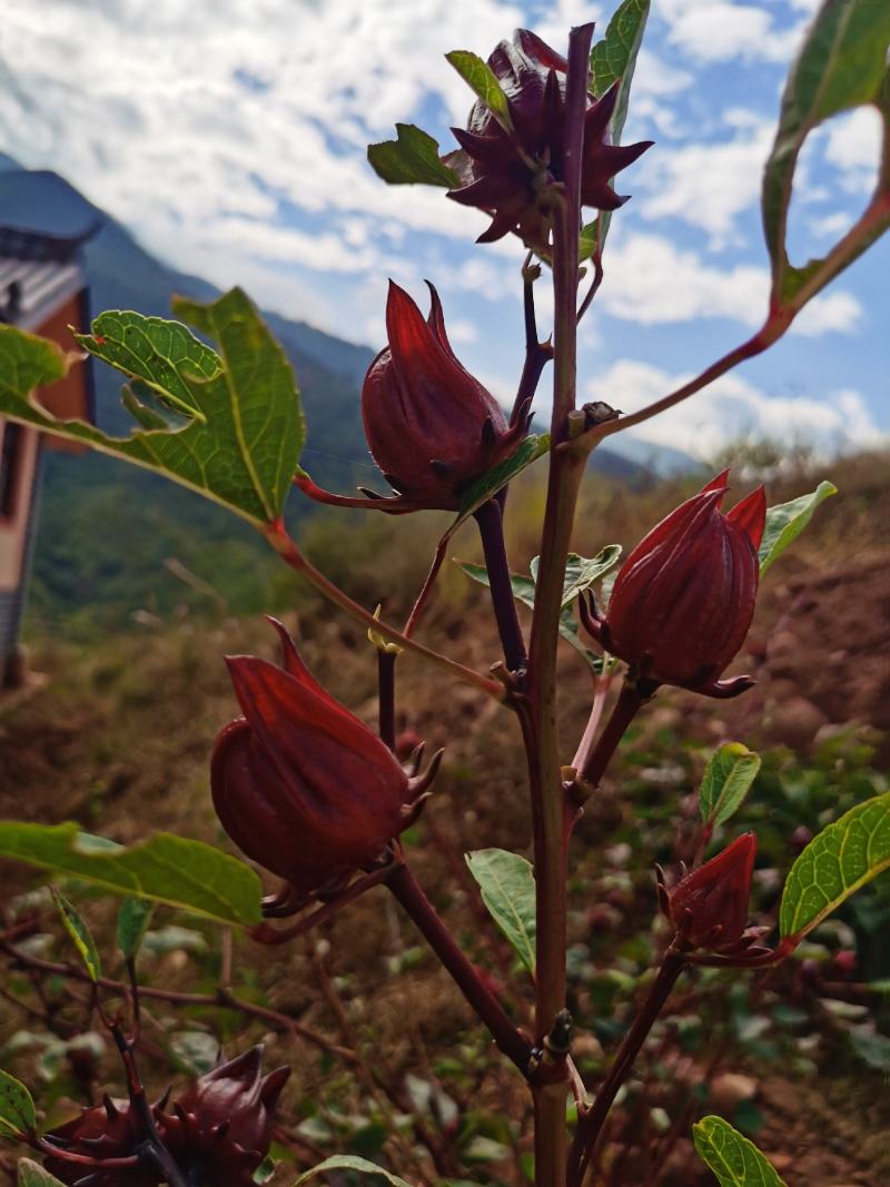 云南玫瑰茄，洛神花，红桃K，酸梅汤原材料，整朵玫瑰茄