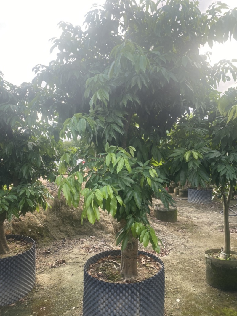 【荐】妃子笑荔枝。广东普宁荔枝树各种规格齐全。欢迎联系