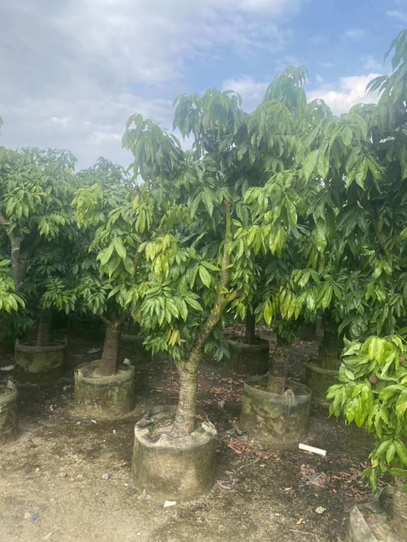【荐】妃子笑荔枝。广东普宁荔枝树各种规格齐全。欢迎联系
