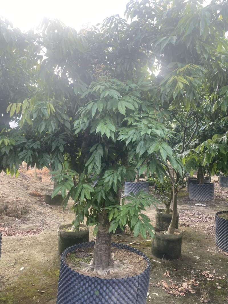 【荐】妃子笑荔枝。广东普宁荔枝树各种规格齐全。欢迎联系