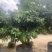 【荐】妃子笑荔枝。广东普宁荔枝树各种规格齐全。欢迎联系