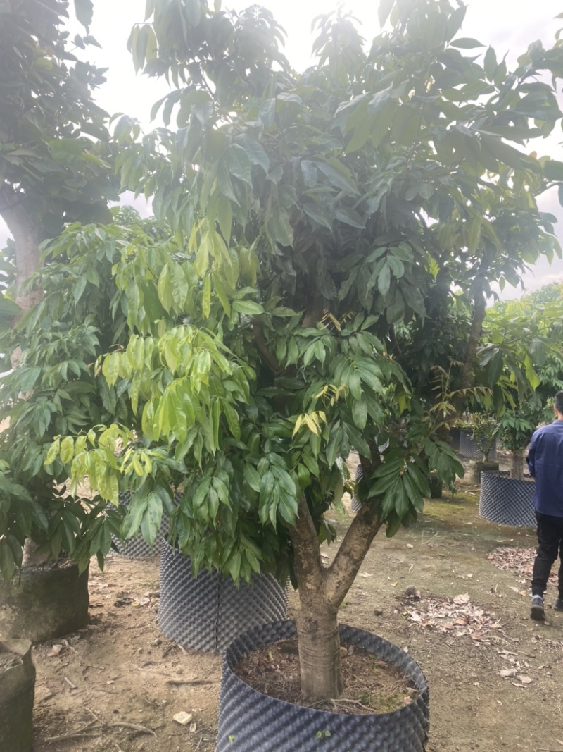 【荐】妃子笑荔枝。广东普宁荔枝树各种规格齐全。欢迎联系