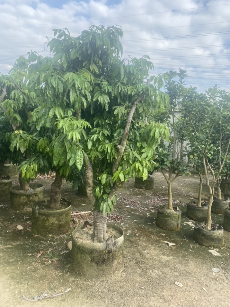 【荐】妃子笑荔枝。广东普宁荔枝树各种规格齐全。欢迎联系