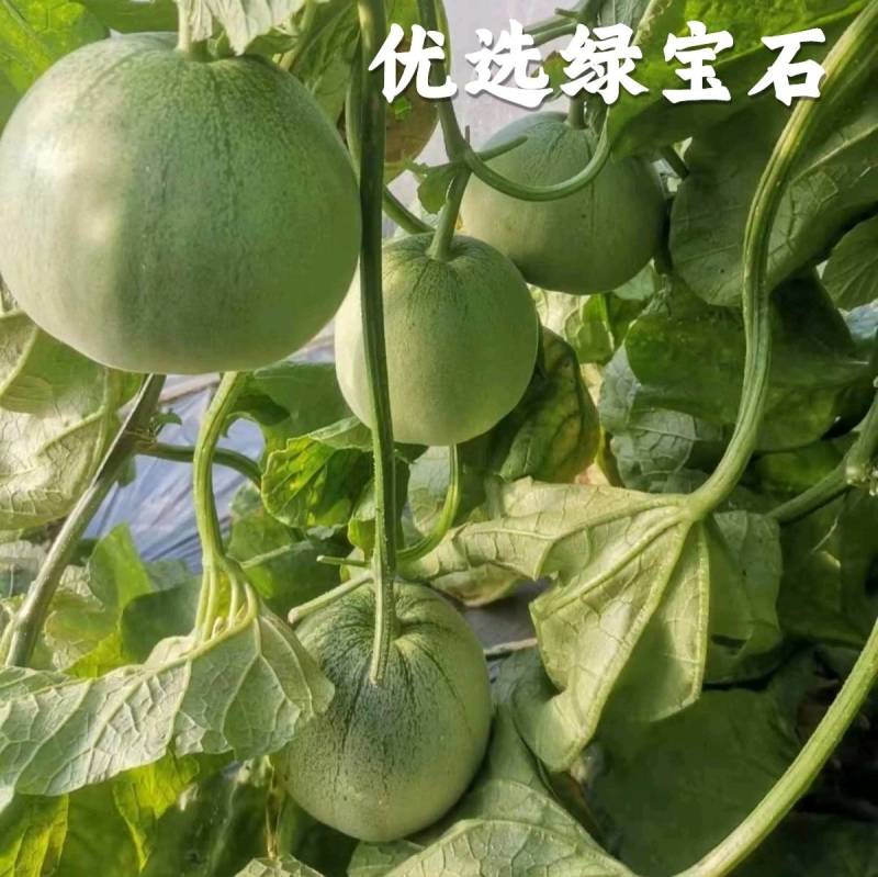 绿宝石甜瓜种子早熟抗病高产耐裂耐湿热，绿皮绿肉