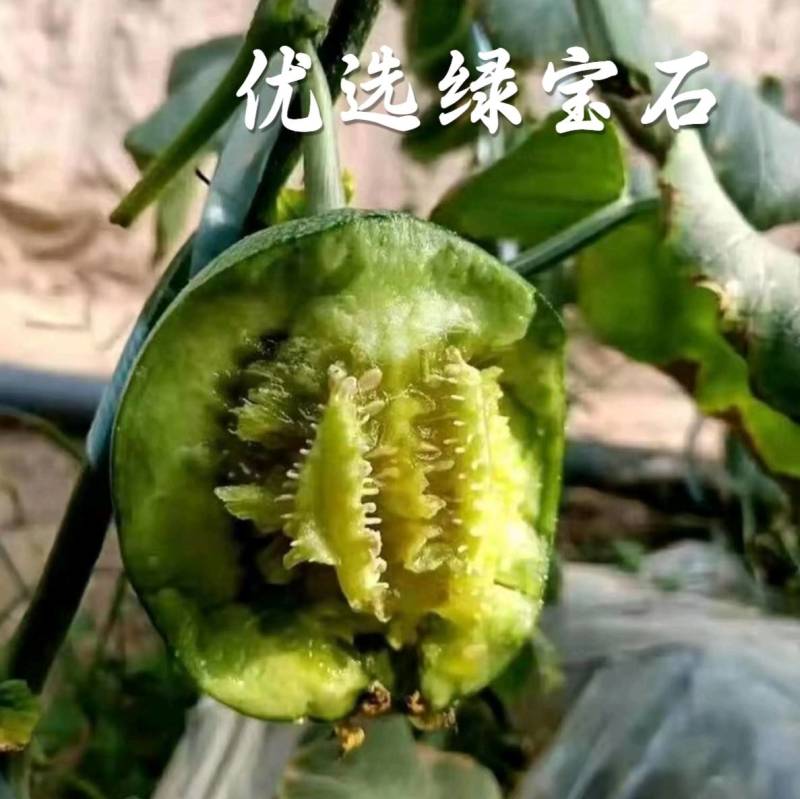 绿宝石甜瓜种子早熟抗病高产耐裂耐湿热，绿皮绿肉
