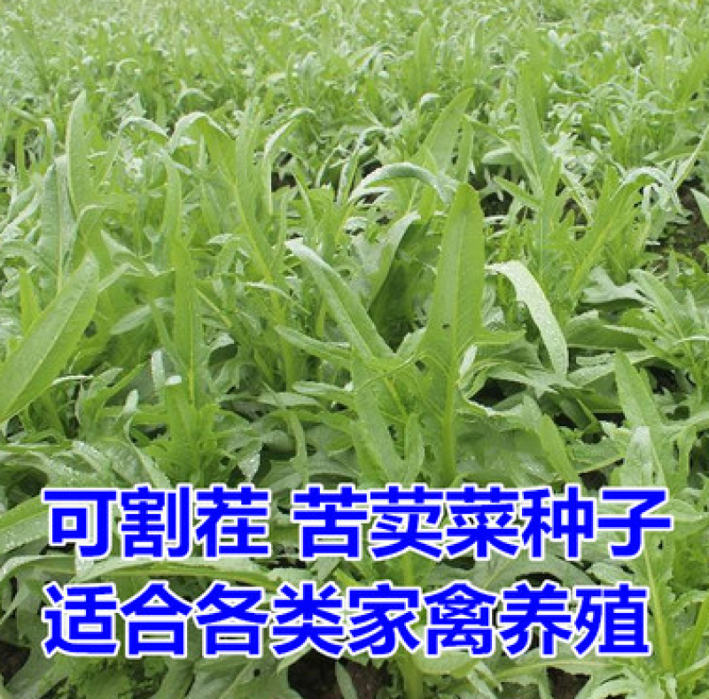苦荬菜种子苦麦菜四季草籽养殖专用牧草种子量大优惠