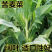 苦荬菜种子苦麦菜四季草籽养殖专用牧草种子量大优惠