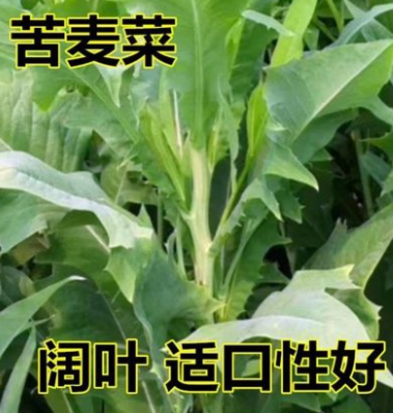 苦荬菜种子苦麦菜四季草籽养殖专用牧草种子量大优惠