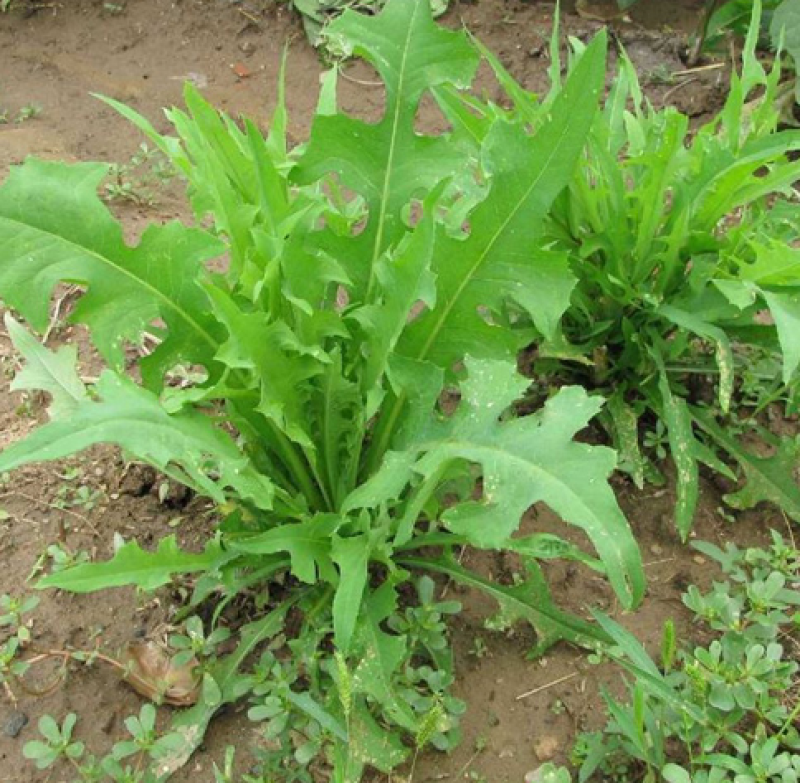 苦荬菜种子苦麦菜四季草籽养殖专用牧草种子量大优惠