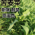 苦荬菜种子苦麦菜四季草籽养殖专用牧草种子量大优惠