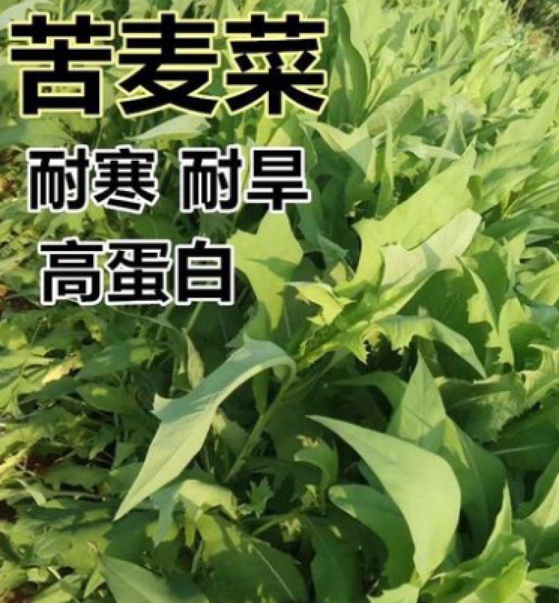 苦荬菜种子苦麦菜四季草籽养殖专用牧草种子量大优惠
