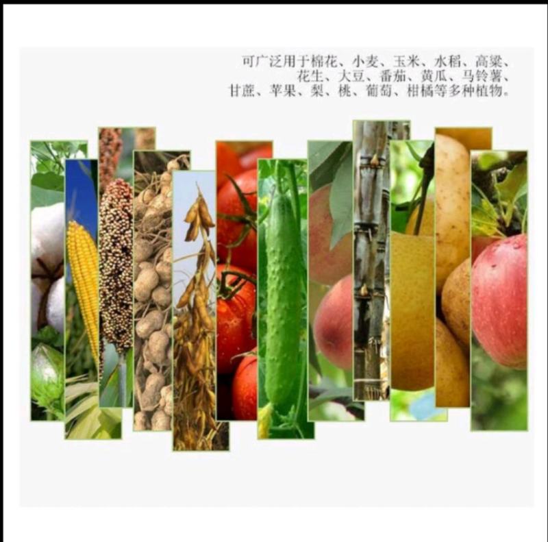 国光抑灵矮壮素果树蔬菜小麦玉米花生大豆控旺控制疯长增产增