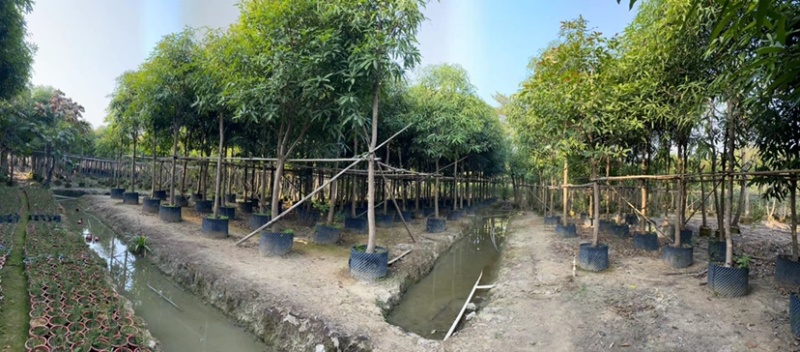 芒果树。各种规格齐全。支持视频看货欢迎联系