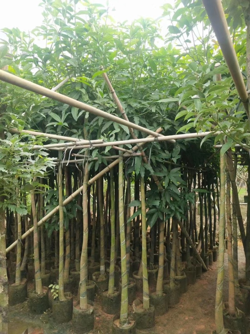 芒果树。各种规格齐全。支持视频看货欢迎联系