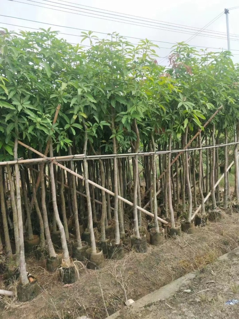 芒果树。各种规格齐全。支持视频看货欢迎联系