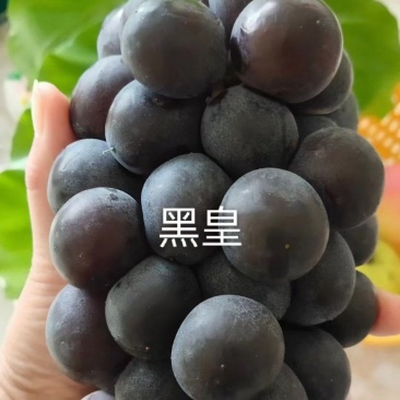 河北昌黎黑皇葡萄苗自家繁育，保证纯度质量，假一赔十欢迎购