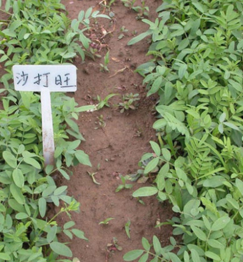 沙打旺种子多年生牧草牲畜饲料耐旱耐寒牧草防风固土